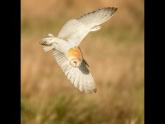 Carl Lane - Barn Owl Hunting - Very Highly Commended.jpg